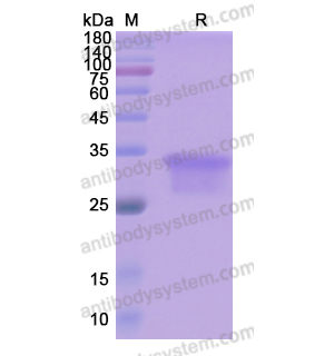 重组OSM/Oncostatin-M蛋白,Recombinant Human OSM/Oncostatin-M, C-His