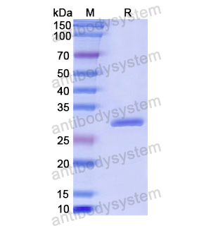 重组PLS3蛋白,Recombinant Human PLS3, N-His