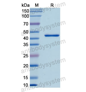 重组ENO3蛋白,Recombinant Human ENO3, N-His