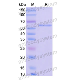 重组CD62L/SELL蛋白,Recombinant Human CD62L/SELL, N-GST