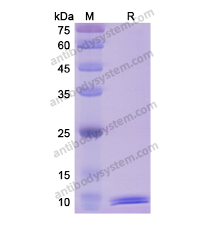 重組MIF蛋白,Recombinant Human MIF, C-His