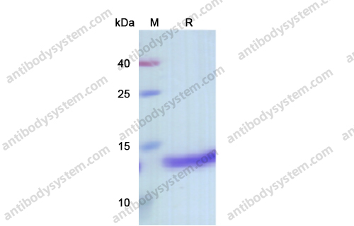 重組MIF/GIF蛋白,Recombinant Mouse MIF/GIF, N-His