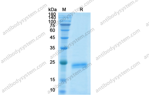 重組HGF蛋白,Recombinant Human HGF, N-His