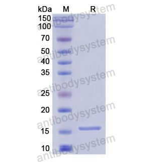 重組Perforin/PRF1蛋白,Recombinant Human Perforin/PRF1, N-His