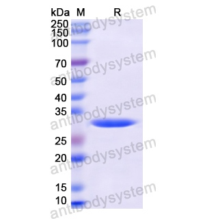 重組NID1蛋白,Recombinant Human NID1, N-His