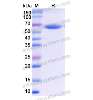 重組PKM蛋白,Recombinant Human PKM, N-His