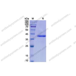 Recombinant Human BMP2, N-Fc