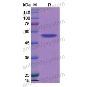 Recombinant Mouse BMP1, N-GST