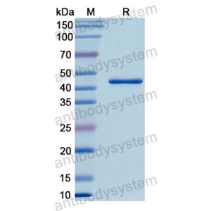 重组ENO3蛋白,Recombinant Human ENO3, N-His