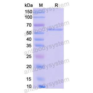 重组CD62L/SELL蛋白,Recombinant Human CD62L/SELL, N-GST