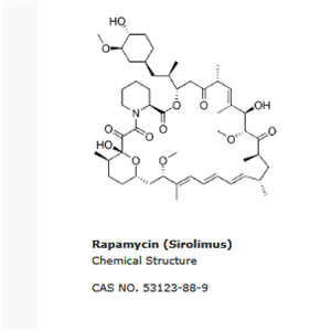 Rapamycin (Sirolimus)|mTOR抑制剂
