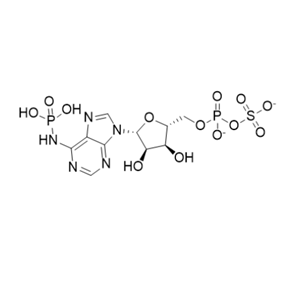 腺苷 3′-磷酸 5′-磷酰硫酸