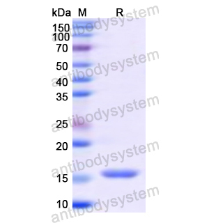 重組CD42a/GP9蛋白,Recombinant Human CD42a/GP9, N-His