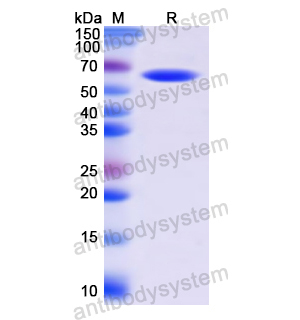 重組CPA3蛋白,Recombinant Human CPA3, N-GST