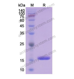 重組FABP4蛋白,Recombinant Human FABP4, N-His