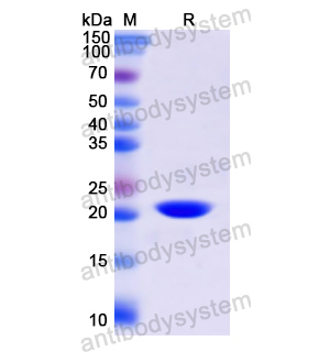 重組CD13/ANPEP蛋白,Recombinant Human CD13/ANPEP, N-His