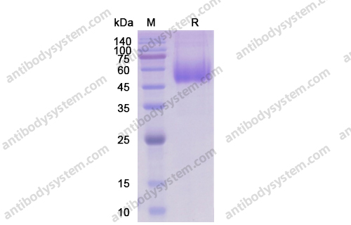 重組CD155/PVR蛋白,Recombinant Human CD155/PVR, C-His