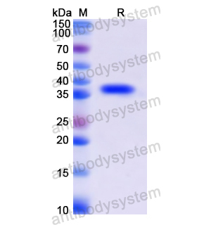 重组CD155/PVR蛋白,Recombinant Human CD155/PVR, N-His