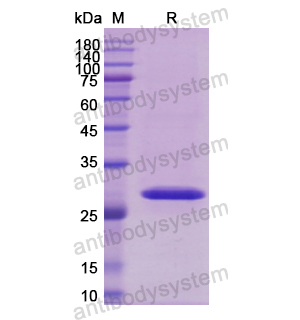 重組CD119/IFNGR1蛋白,Recombinant Human CD119/IFNGR1, N-His