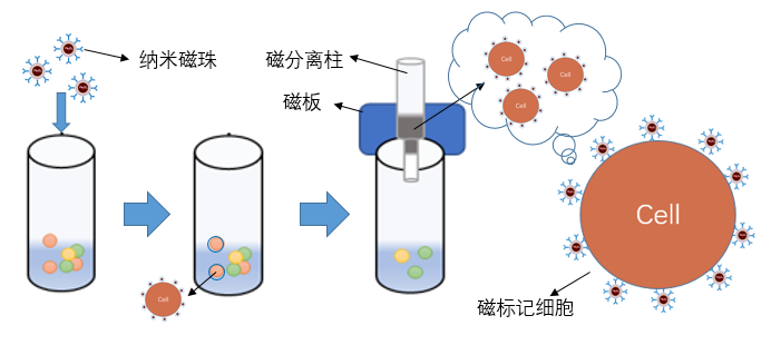 MagBeads?CD4納米磁珠,MagBeads?CD4 Nanobeads