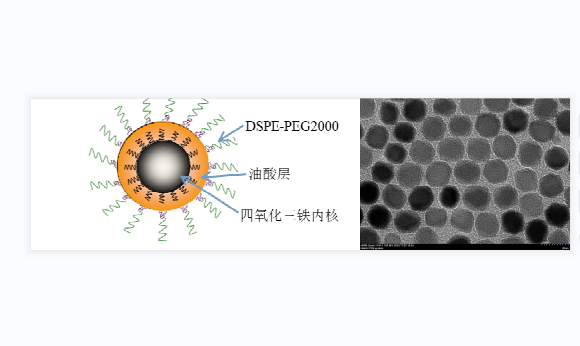PEG 化四氧化三铁磁性纳米颗粒,PEG Functionalized Fe3O4 Nanoparticles