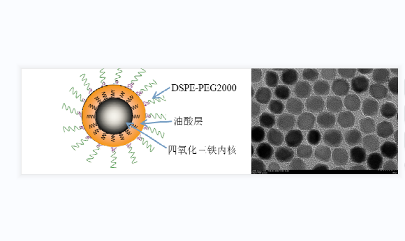 PEG 化四氧化三鐵磁性納米顆粒,PEG Functionalized Fe3O4 Nanoparticles