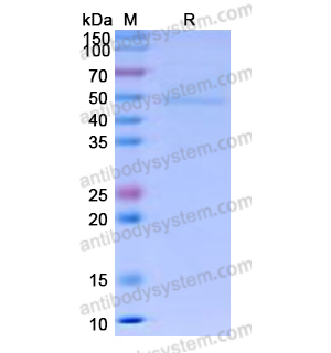 Recombinant Human CD64/FCGR1A Protein, C-His,Recombinant Human CD64/FCGR1A Protein, C-His