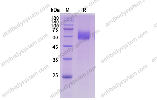 重组CD116/CSF2RA蛋白,Recombinant Human CD116/CSF2RA, C-His