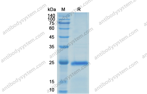 重组VEGFA蛋白,Recombinant Human VEGFA, C-His