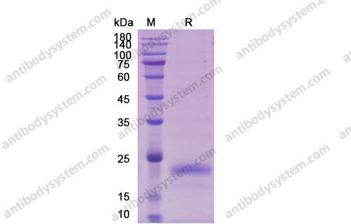 重组VEGFA/VEGF165蛋白,Recombinant Human VEGFA/VEGF165, C-His