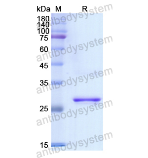 重組CD1E蛋白,Recombinant Human CD1E, N-His