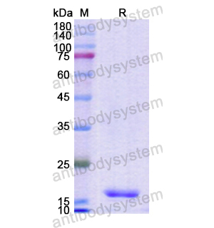 重组H2AX蛋白,Recombinant Human H2AX, N-His