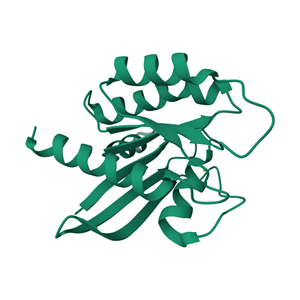 人KRAS(G12D)蛋白, C-avi&His标签