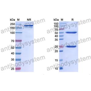 流式抗体：Human CD64/FCGR1A Antibody (MDX-33) FHC93420,CD64/FCGR1A