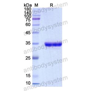 重组CD1d蛋白,Recombinant Human CD1d, N-His