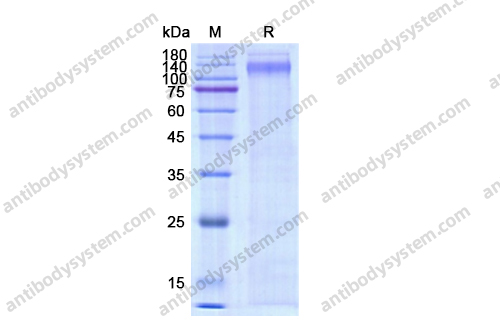 重組CD62P/SELP蛋白,Recombinant Human CD62P/SELP, C-His