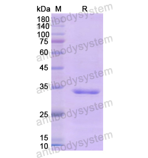 重組CD104/ITGB4蛋白,Recombinant Human CD104/ITGB4, N-His