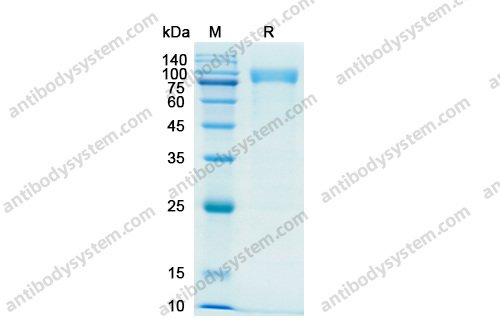 重組CD31/PECAM1蛋白,Recombinant Human CD31/PECAM1, C-His