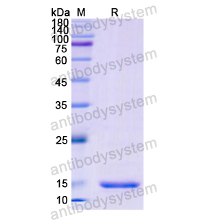 重組CD152/CTLA4蛋白,Recombinant Human CD152/CTLA4, N-His