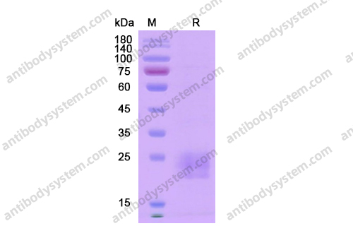 重組CD152/CTLA4蛋白,Recombinant Human CD152/CTLA4, C-His