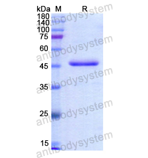 重組DPEP1蛋白,Recombinant Human DPEP1, N-His