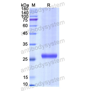 重組TSHR蛋白,Recombinant Human TSHR, N-His