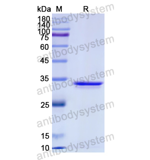 重组CCL3L1蛋白,Recombinant Human CCL3L1, N-GST