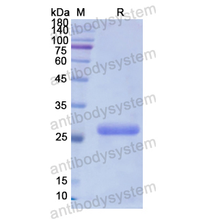 重組PLCG2蛋白,Recombinant Human PLCG2, N-His