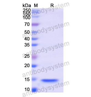 重組HMGA1蛋白,Recombinant Human HMGA1, N-His