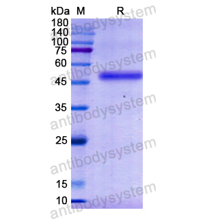 重组IFNAR1蛋白,Recombinant Human IFNAR1, N-His