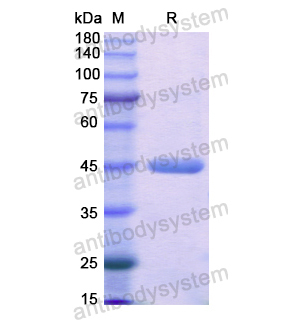 重组CKMT2蛋白,Recombinant Human CKMT2, N-His