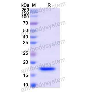 重组SYN1蛋白,Recombinant Human SYN1, N-His