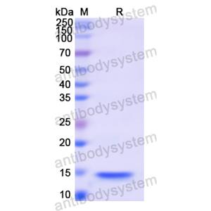 Recombinant Human HMGA1, N-His