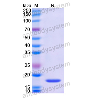 重組CEBPB蛋白,Recombinant Human CEBPB, N-His